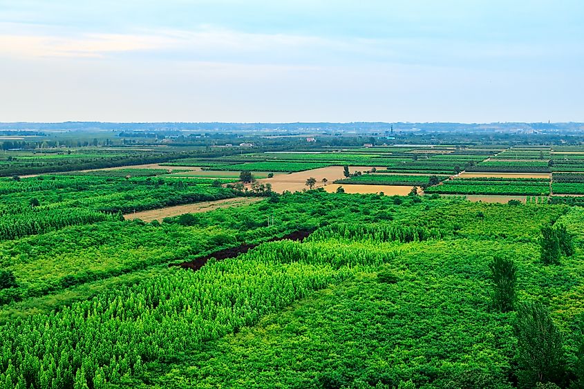 Wheat fields in the North China Plain in China.