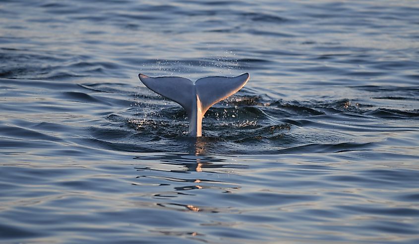 Beluga whales in Hudson Strait near Churchill, Manitoba.