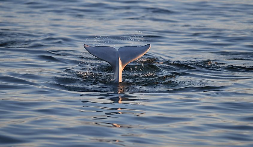 Beluga whales in Hudson Strait near Churchill, Manitoba. 