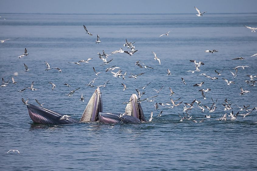 The Bryde's whale or Bruda whales forage in the sea among the birds.