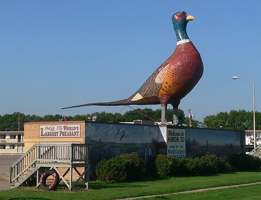 World's Largest Pheasant in Huron. Ammodramus - Own work via Wikipedia