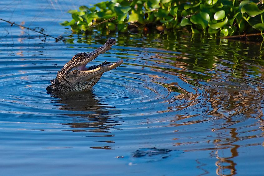 A juvenile alligator swallows an unlucky bird in the marshland at Meaher State Park in Alabama