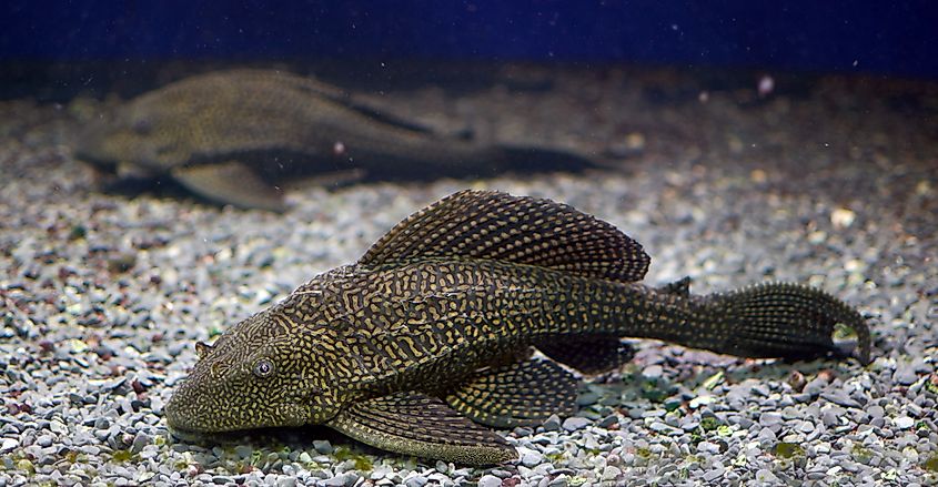 An armored catfish from the Amazon Basin.