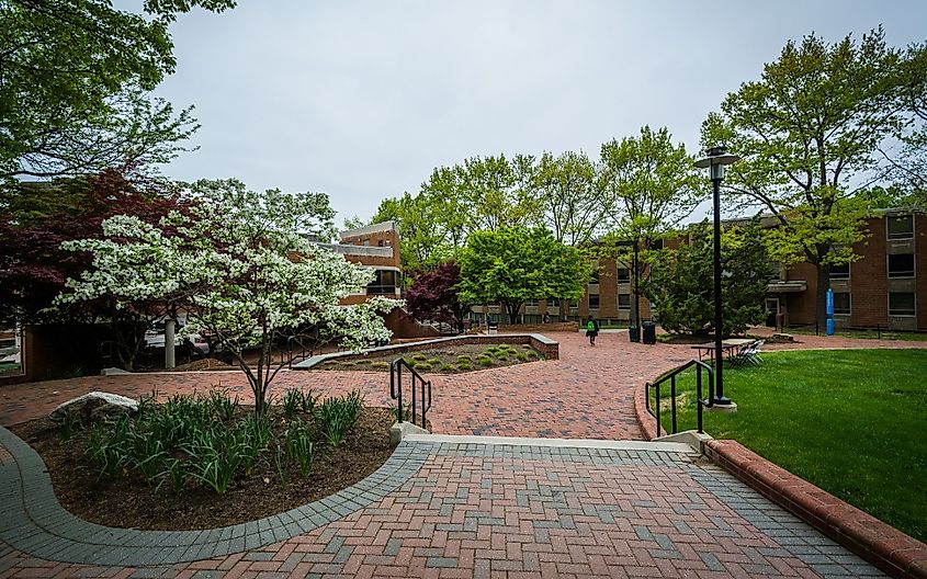 Trees and walkways at Towson University, in Towson, Maryland.