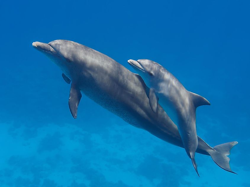dolphin calf with mother