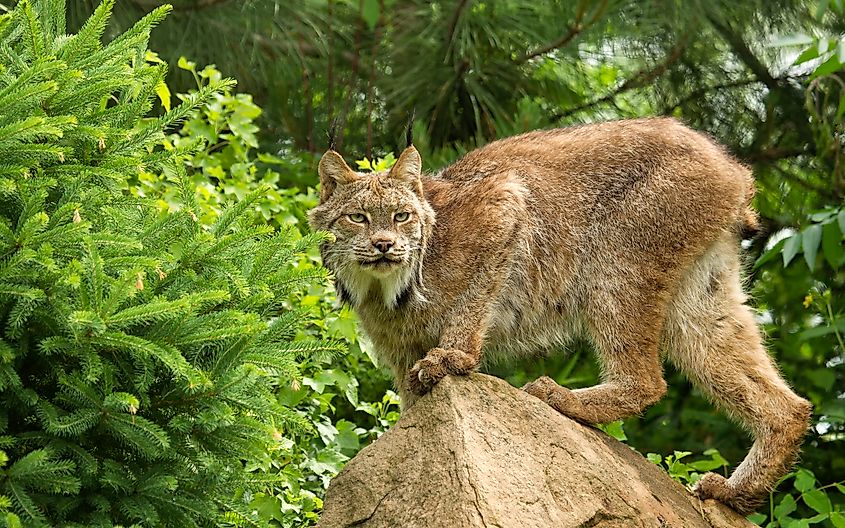 Canada Lynx hide in high altitude areas and are being reintroduced to various national forests. Credit: Agnieska Bacal/Shutterstock.com