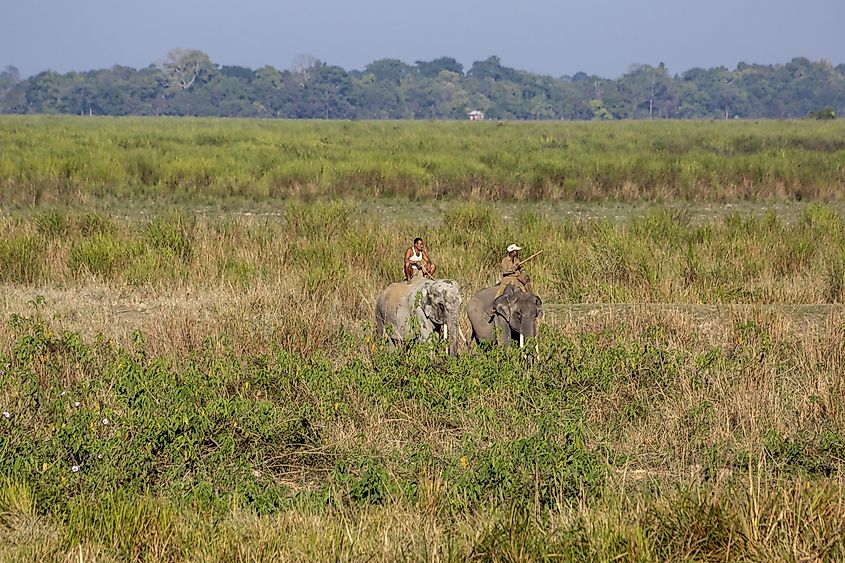 Kaziranga National Park