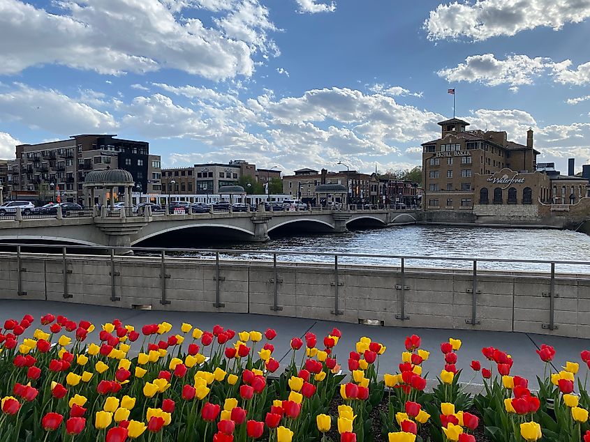 A bed of yellow and red tulips beside a lively riverfront.