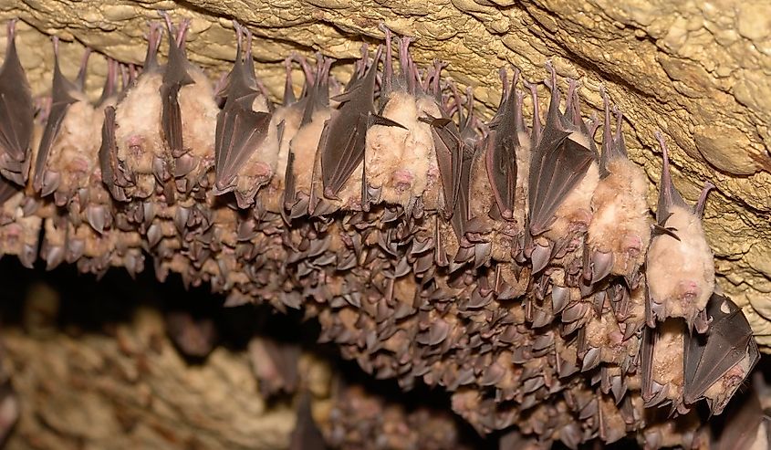 Groups of sleeping bats in cave - Lesser mouse-eared bat (Myotis blythii) and (Rhinolophus hipposideros) - Lesser Horseshoe Bat