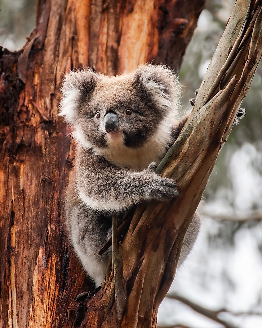 Koala