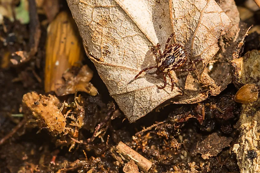 American dog tick on leaf litter.