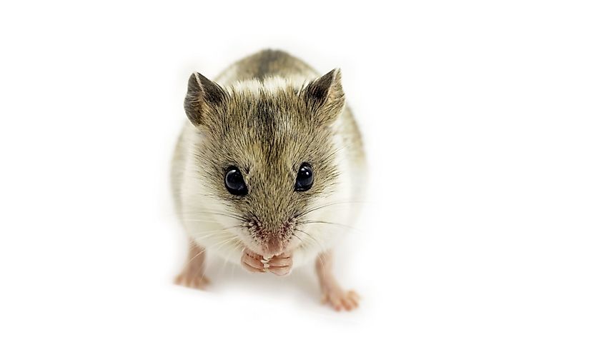 Chinese hamster isolated on white (Cricetulus griseus).