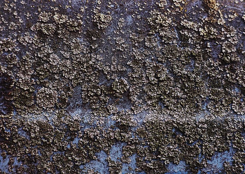 Black fungus growing on a blue wall at the Chernobyl site.