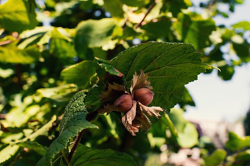 American Hazelnut (Corylus americana). Via Shutterstock / Oksana Shevchenko