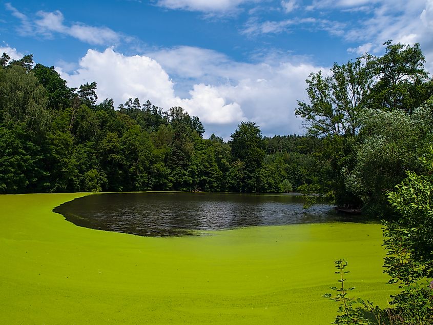 Editorial Photo Credit: Pyty via Shutterstock. Green pond full of alga (Czech Republic)