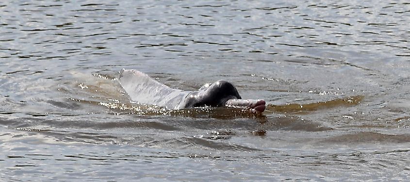 Araguaia river dolphin