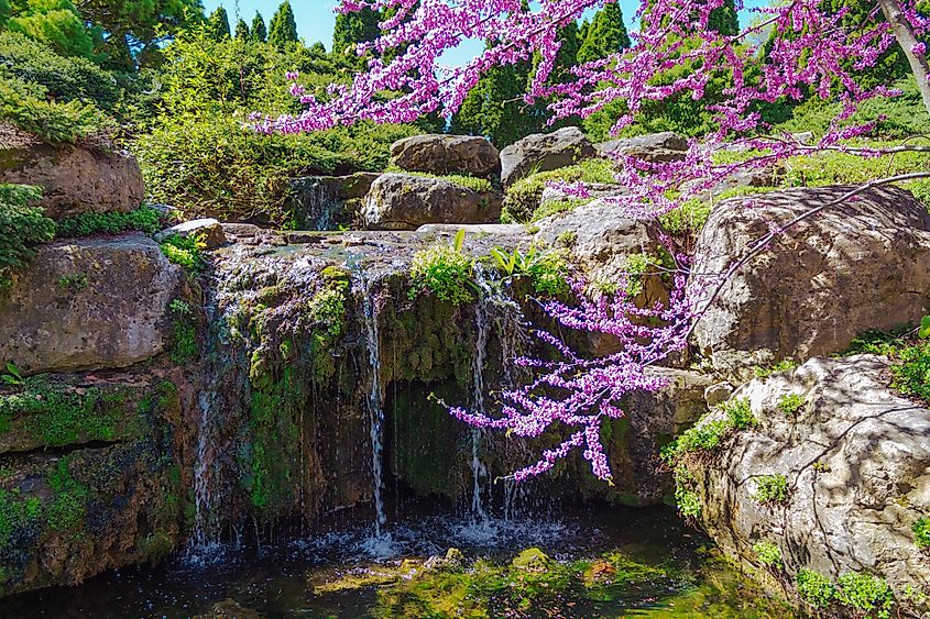 Editorial Photo Credit: Pulchra.Imago via Shutterstock. Madison, WI, USA - 05-06-2021: Mossy rock and water wall with a cherry blossom branch in the foreground at Olbrich Botanical Gardens.