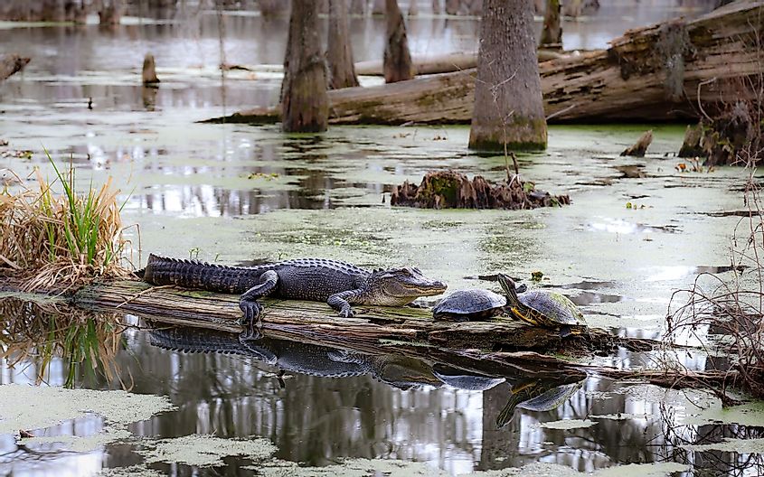Alligators and other wildlife can be spotted during a swamp tour of Lake Martin in Breaux Bridge, Louisiana. 
