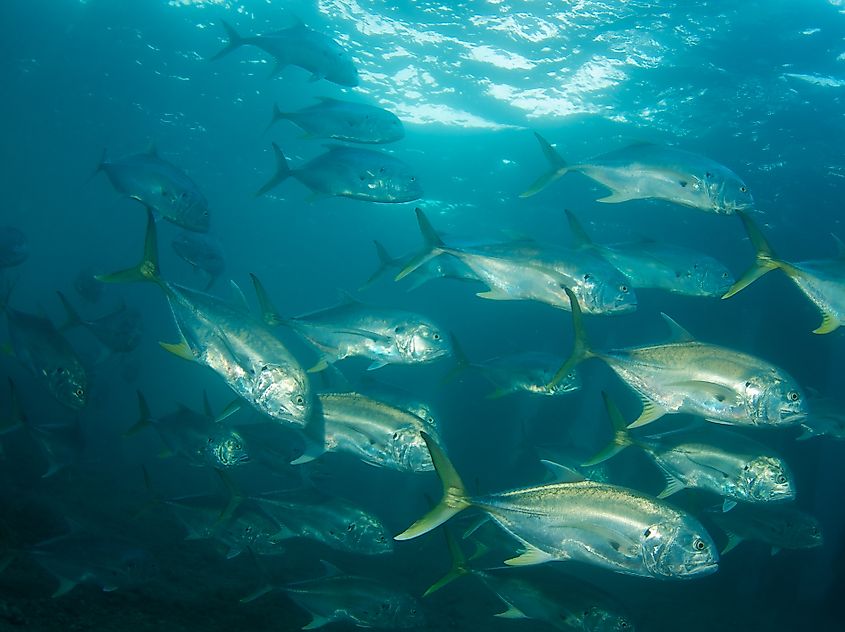 A school of Crevalle Jacks similar to the rim of Green Banana.