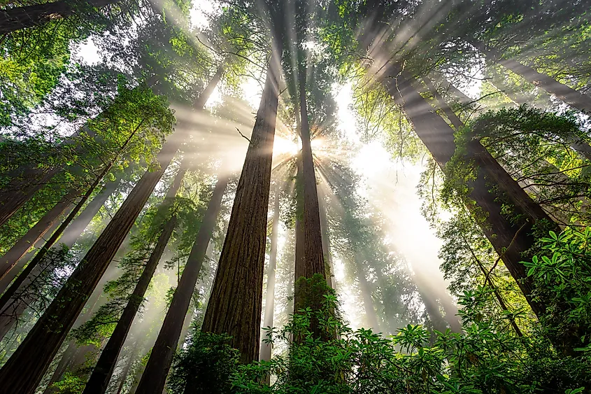 Fog drifting through a grove of old-growth coast redwoods in northern California.