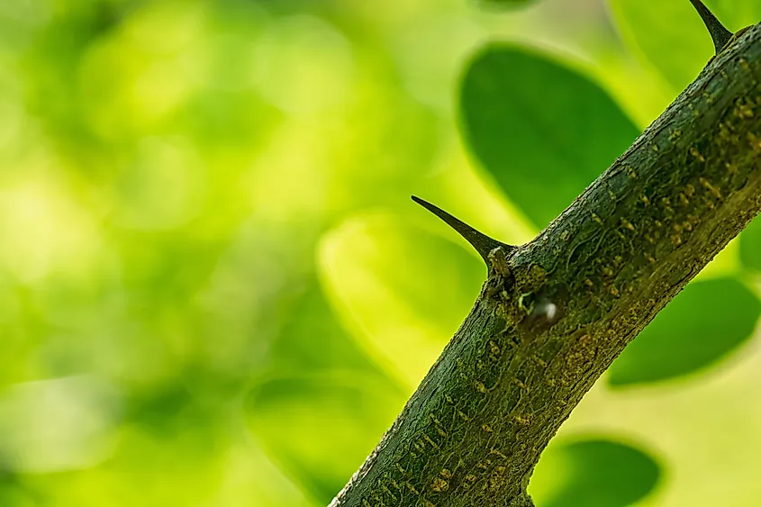 Macro of a black locust Robinia pseudoacacia branch with sharp thorn.