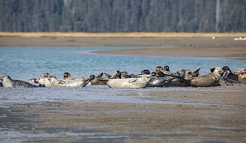 Lake Clark National Park and Preserve, Cook Inlet, Kenai Peninsula, Alaska, pod of seals on the mudflat and in the water