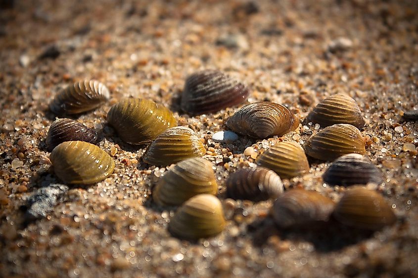 Asian clams photographed on the shore of Lewis and Clark Lake, a Missouri River reservoir