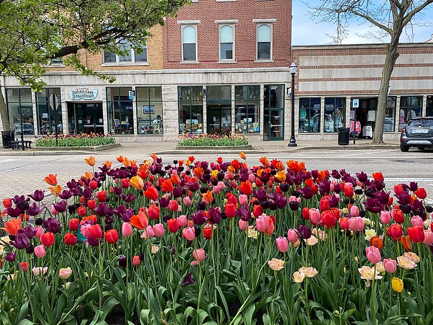 A close up of a colorful tulip bed - one of many spread across Holland, Michigan's quaint downtown.