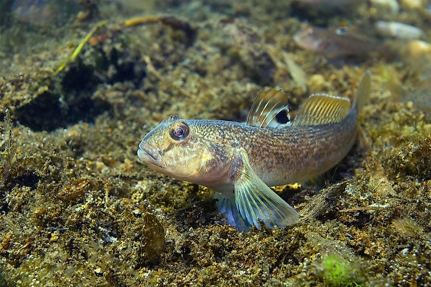 Close-up photography of Round goby (Neogobius melanostomus).