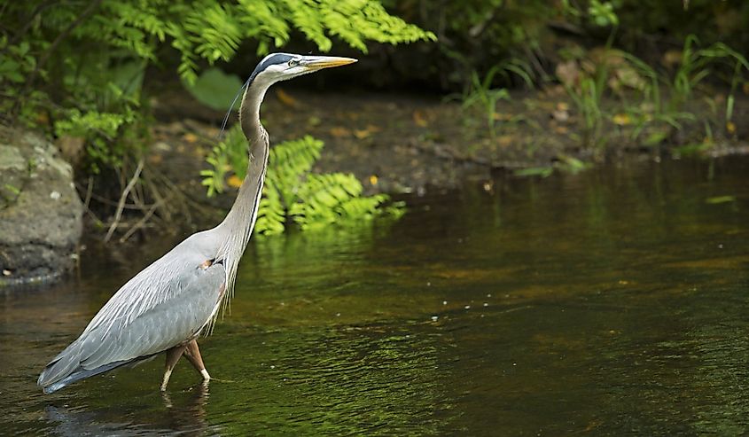 Great blue heron wading in the water of Eightmile River at Southford Falls State Park, Oxford, Connecticut. 