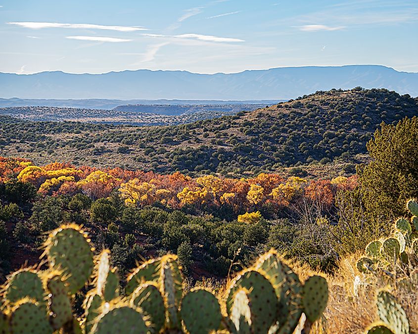 Coconino National Forest, in Sedona, Arizona.