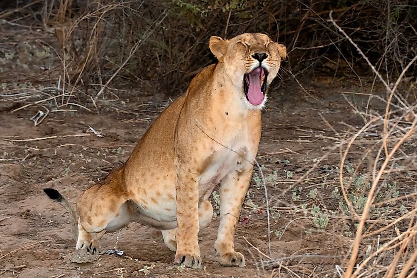 Lion in Zakouma National Park, Chad