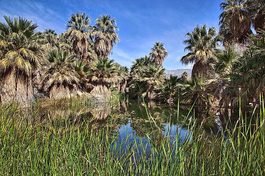 coachella valley plants