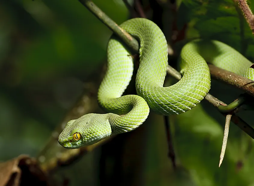 What Are Cold-Blooded Animals? - WorldAtlas What Are Cold-Blooded Animals? - WorldAtlas