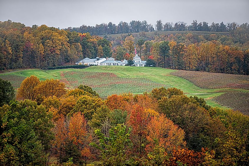 Trump Winery Vineyard Albemarle Estate in autumn fall foliage in Charlottesville, Virginia
