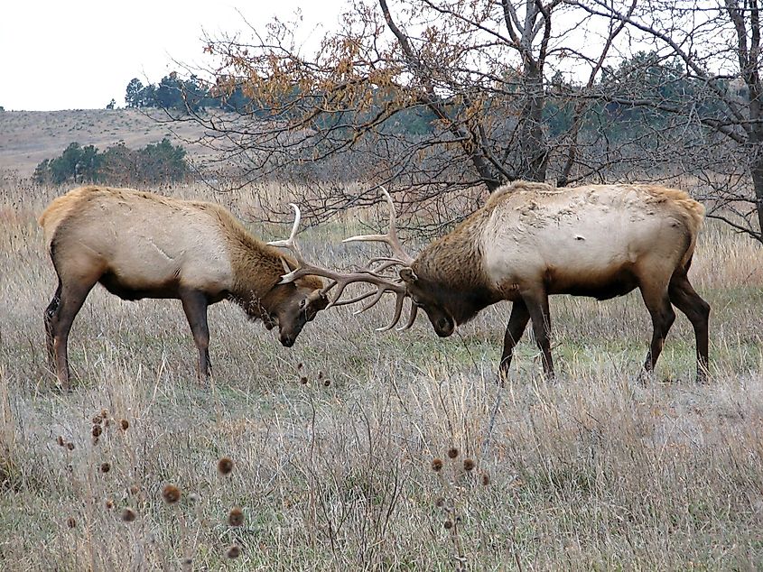Bull elk spar in the Fort Niobrara National Wildlife Refuge wilderness in Nebraska