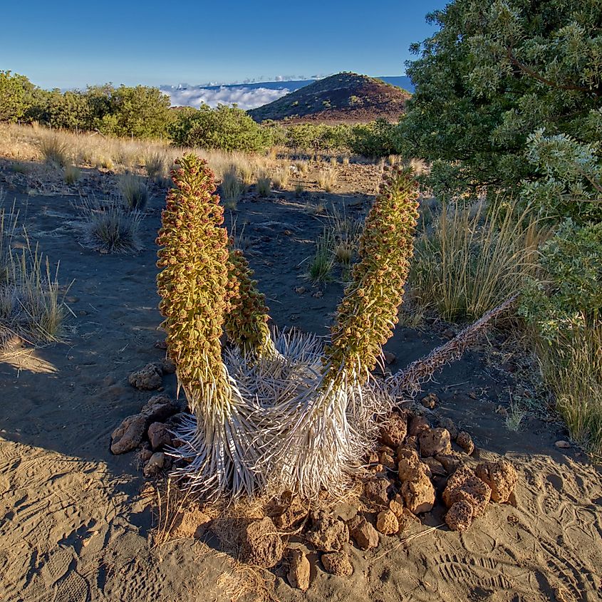 Mauna Kea silversword is a highly endangered endemic plant that grows in the high elevation cinder deserts of the Mauna Kea volcano.