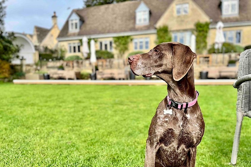 Dog sitting in front of the Painswick Hotel Cotswolds Image credit Bryan Dearsley