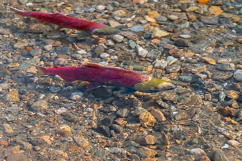 Wild Sockeye Salmon in Adams River