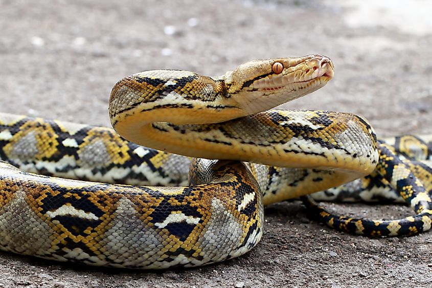 Reticulated python (Credit: Opayaza12 via Shutterstock)