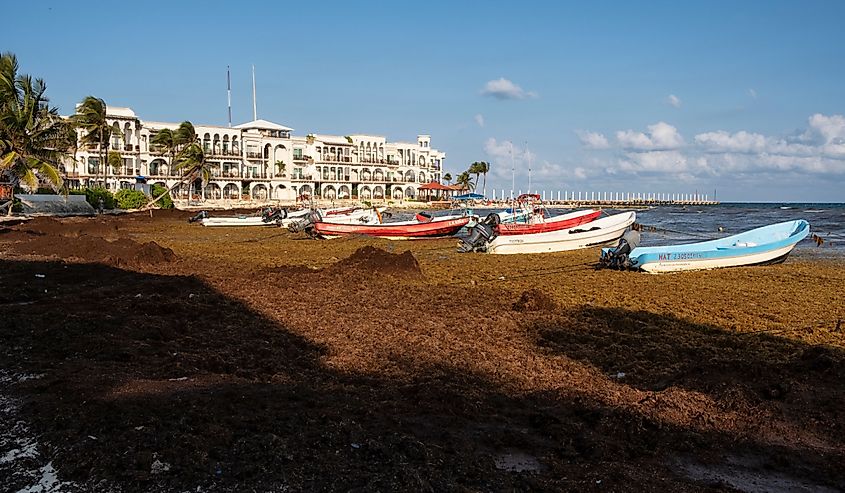 The seaweed or sargassum all over the beach in Mexico with boats and building in the background