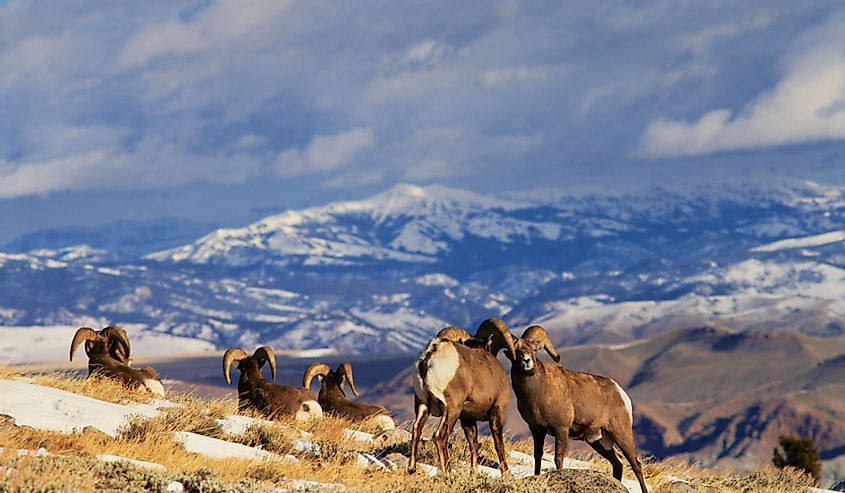 Bighorn rams (Ovis canadensis), Whiskey Mountain, Wind River Mountains, near Dubois, Wyoming.