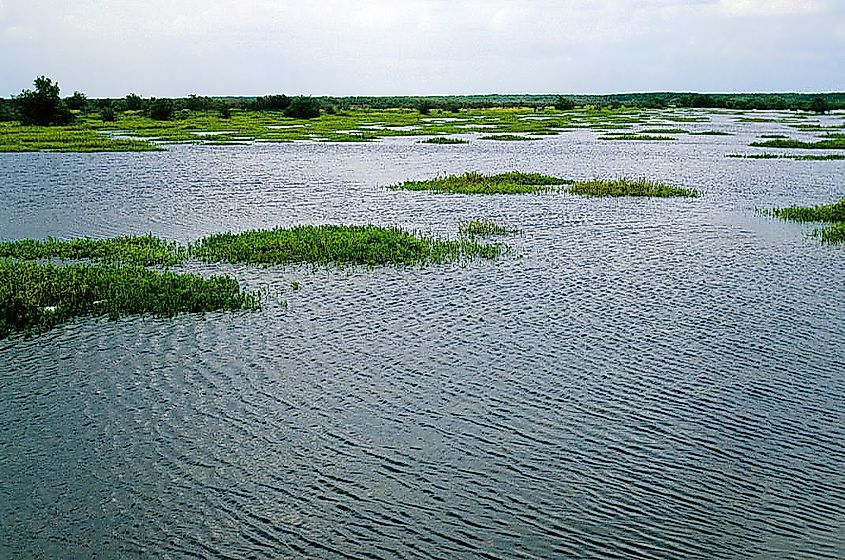 Salt marsh in Lake Maracaibo shore. Editorial credit: LBM1948 - Own work, CC BY-SA 4.0, https://commons.wikimedia.org/w/index.php?curid=129172002