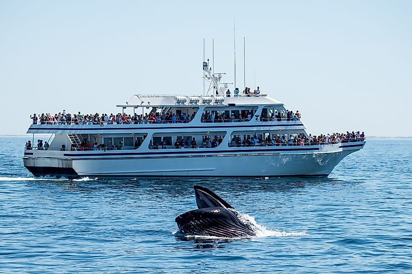Whale watching in Provincetown, Cape Cod, Massachusetts