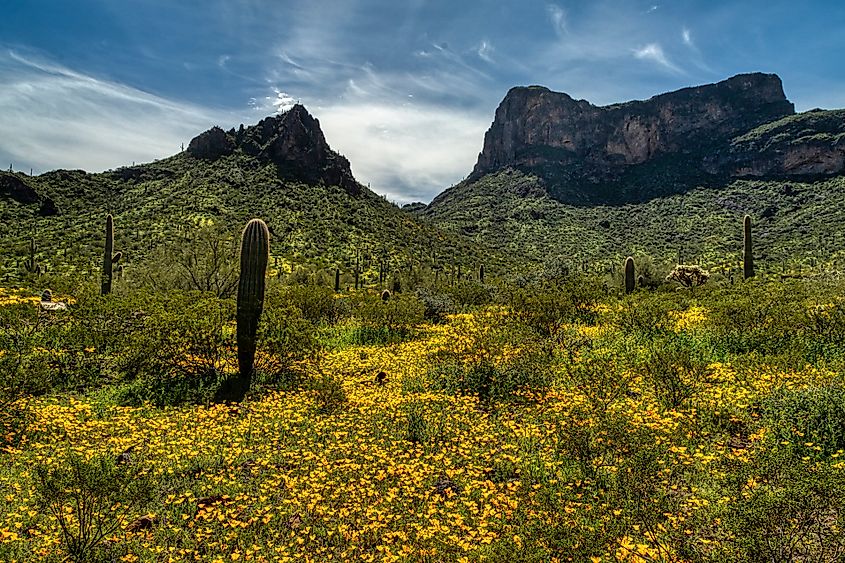 Spring wildflowers at Picacho Peak State Park near Phoenix, Arizona.