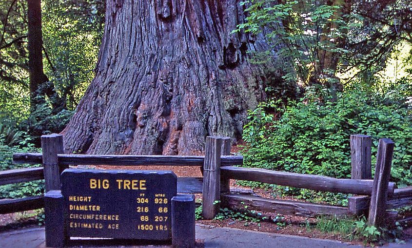 Big Tree in Redwood National Park.