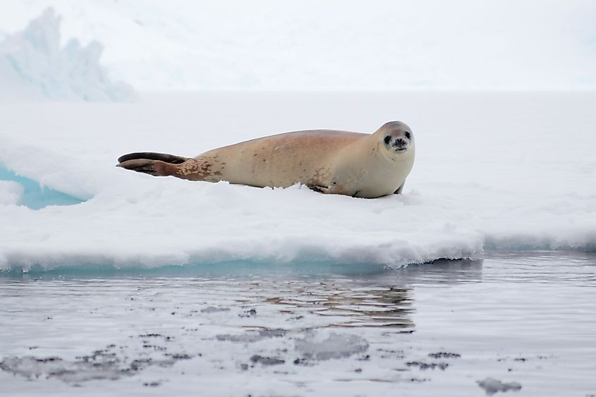 Weddell Sea