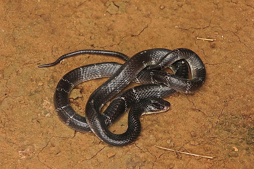 Snakes - WorldAtlas