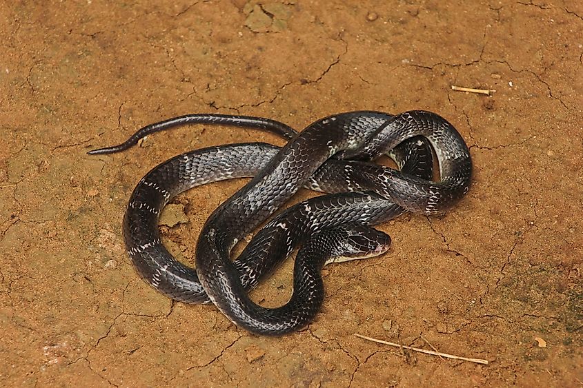 common indian krait