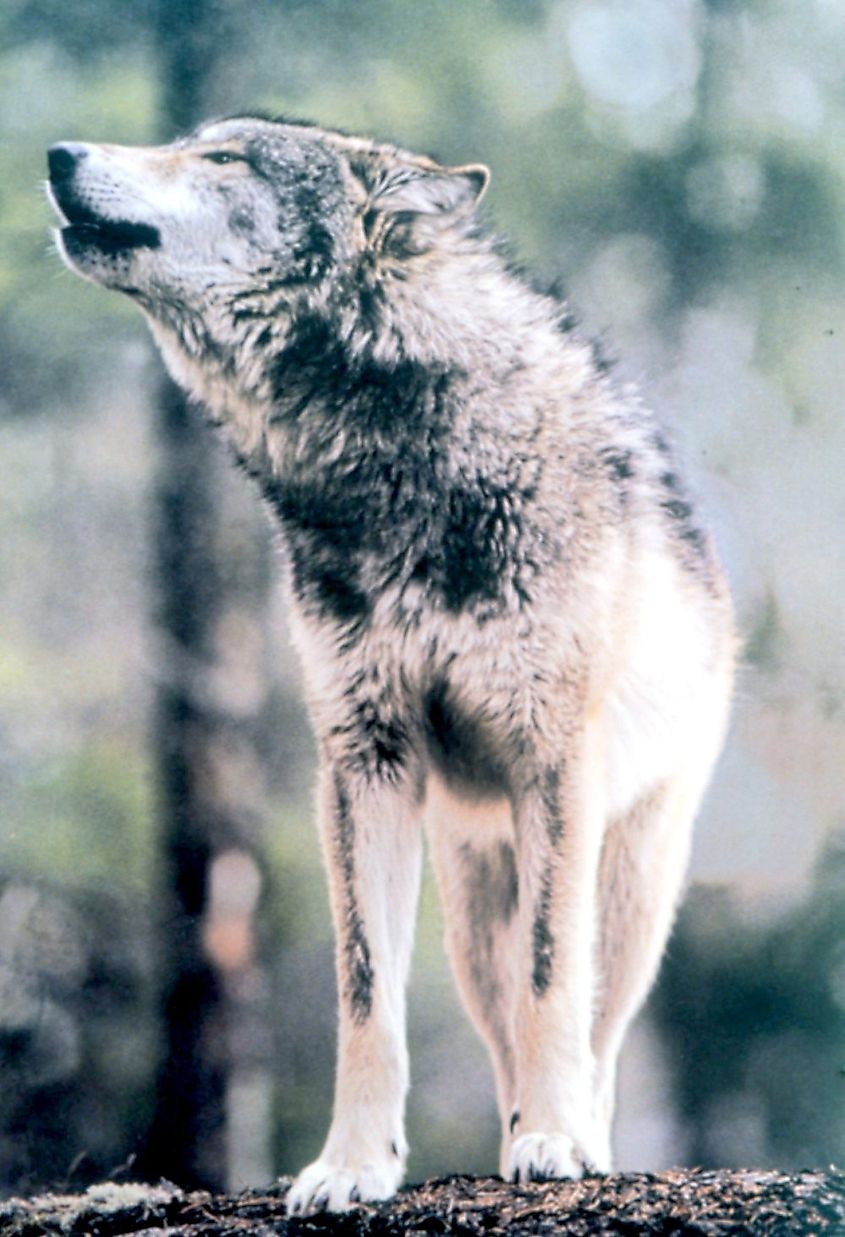 Gray Wolf